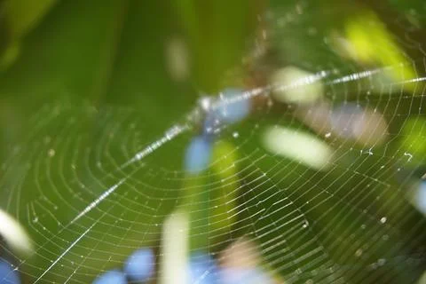 Circular spider web on a tree in Lana river, Tirana, Albania Stock-Fotos