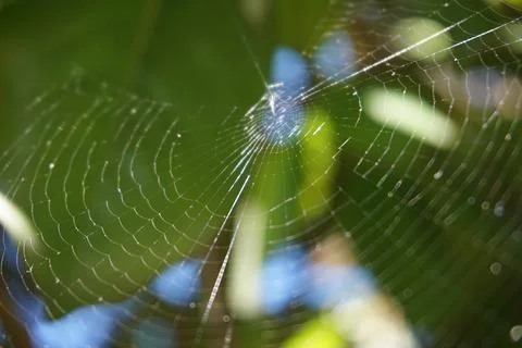 Circular spider web on a tree in Lana river, Tirana, Albania Stock Photos