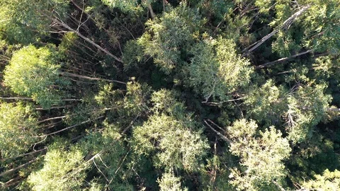 Circular spin drone shot over trees Stock Footage 112885622