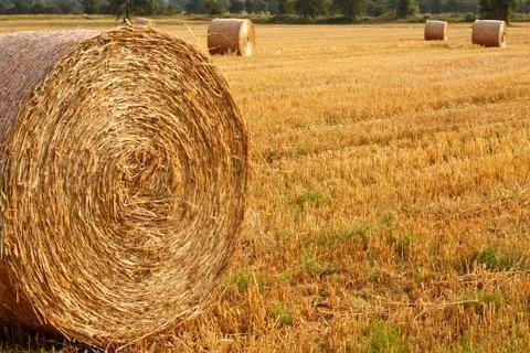 Circular straw bales Stock Photos