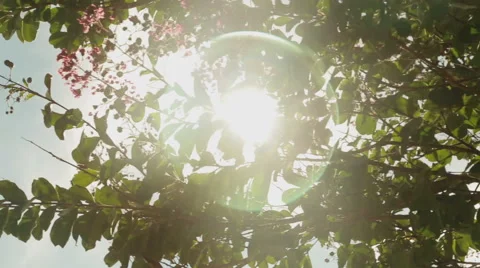 Circular Sun Lens Flare Through Leaves of Tree Video stock 47680226