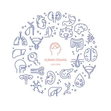 Circular template of linear vector icons of human organs. Stock Illustration