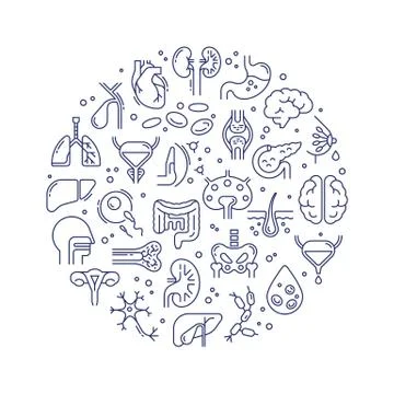 Circular template of linear vector icons of human organs and skeleton. Illustrazione stock