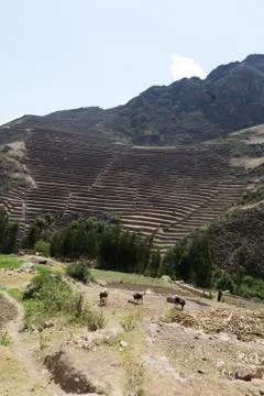 Circular terraces at Moray Foto stock