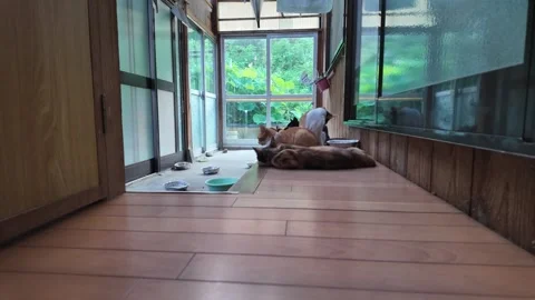 A circular timelapse of a group of cats and their behavior. Stock Footage 309268773