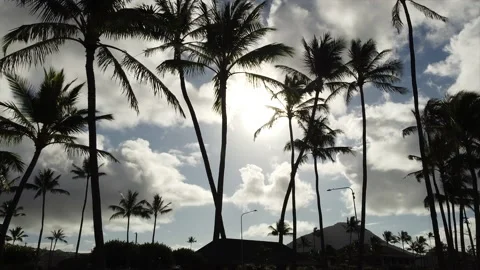 Circular view of coconut trees in Hawaii Stock Footage 131789177