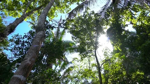 Circular View Of Jungle Forest Ceiling [Slow Motion] Stock Footage 88961312