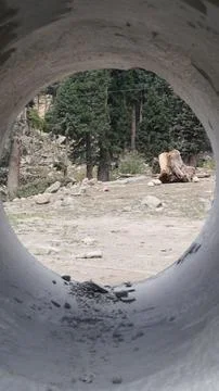 Circular view through a concrete pipe out at a clearing and tall forest. Stock Photos