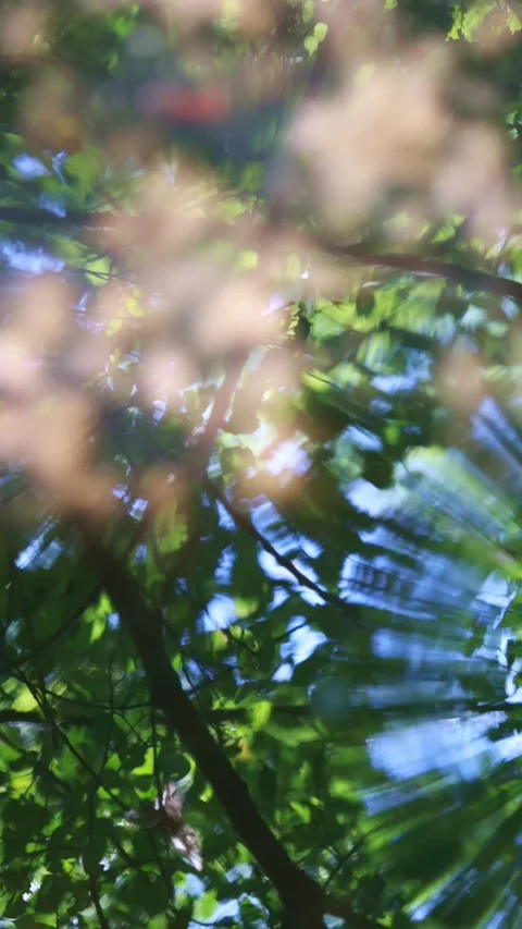 Circular waves on a pond surface Vídeo Stock 313787092