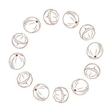 Circular wreath with macadamia and kernel on a white background in line art Stock Illustration