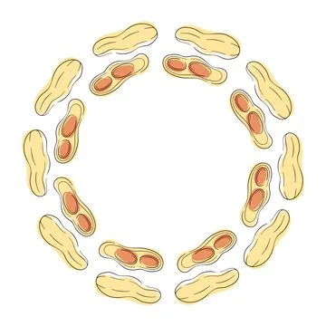 Circular wreath with peanut in shell and halves arranged on a white background Stock Illustration
