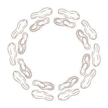 Circular wreath with peanut in shell and halves arranged on a white background Stock Illustration