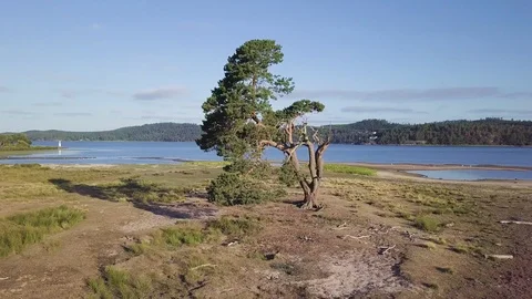 Circulating a single pine tree by a lake in sweden Stockbeeldmateriaal 91962418