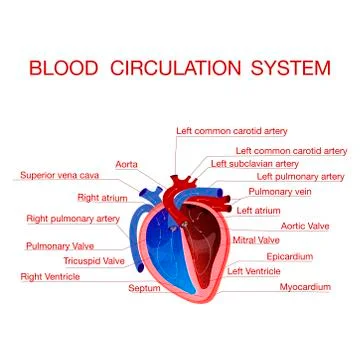 Circulation of blood through the heart.Concept educational Stock Illustration