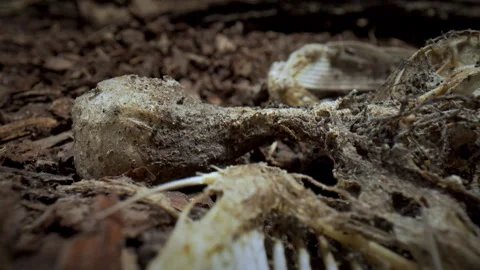 The circulation of dead organisms in nature. Skeleton of a dead bird. Panorama. Video stock 348241710