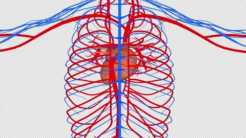 Circulatory System With Alpha Channel Stock Footage 153506653