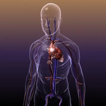 Circulatory System Anatomy in a Human Body 3D Model