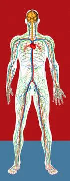 Circulatory system, artwork Stock Illustration