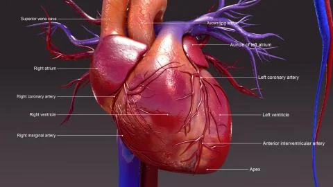 Circulatory System closeup Иллюстрация