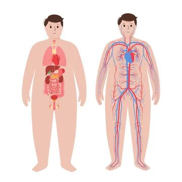 Circulatory system concept Stock Illustration