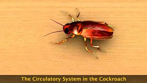 Circulatory system in different species Stock Footage 318799942