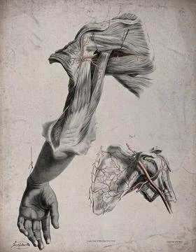 The circulatory system: dissection of the back of the upper arm and the sho.. Stock Illustration