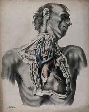 The circulatory system: dissection of the neck and thorax of a man, with ao.. Stock Illustration
