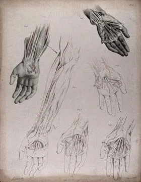 The circulatory system: dissections of the arm and hand, with the arteries .. Stock Illustration