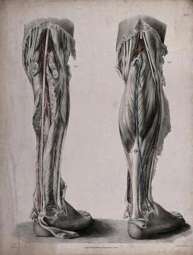 The circulatory system: dissections of the back of the lower leg, with arte.. Stock Illustration