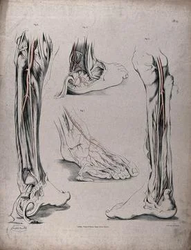 The circulatory system: dissections of the foot, lower leg and ankle, with .. Stock Illustration