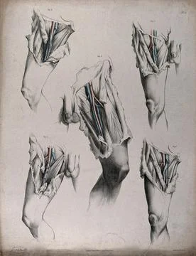 The circulatory system: dissections of the groin and upper thighs of a man,.. Stock Illustration
