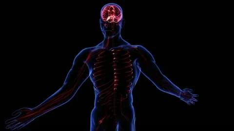 Circulatory System Stock Footage 21893203