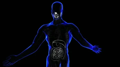 Circulatory System Stock-Footage 21893291