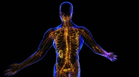 Circulatory System Vidéo 21893297