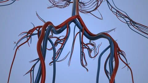 Circulatory system in human body Illustrazione stock