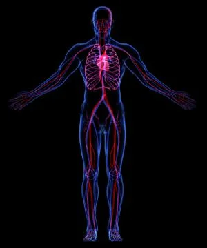 Circulatory System Stock Illustration