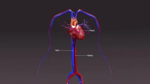 Circulatory System Stock Illustration