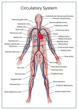 Circulatory System Stock Illustration