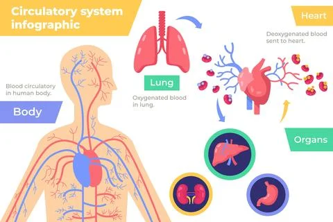 Circulatory system infographic in flat design Stock Illustration