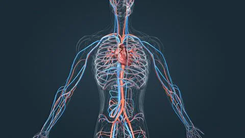 Circulatory system or cardiovascular system Stock Illustration