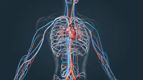 Circulatory system or cardiovascular system Stock Illustration