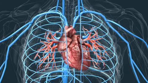 Circulatory system or cardiovascular system Stock Illustration