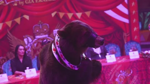 Circus act with a bear, a bear in a circus Stock Footage 231990853