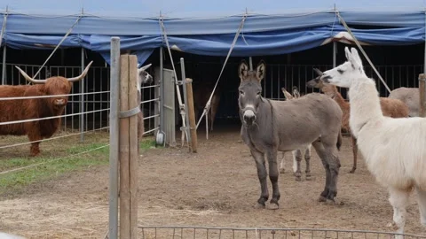 Circus animals: llama, jackass, donkey moving around animal enclosure Stock Footage 143091804