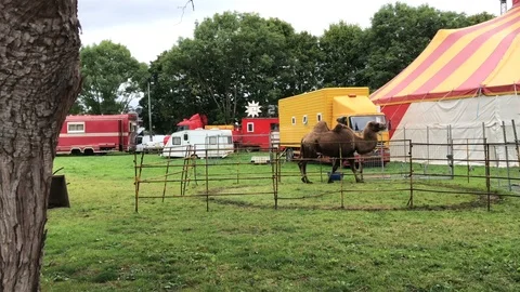 Circus Camel candid shot Stock Footage 103276286