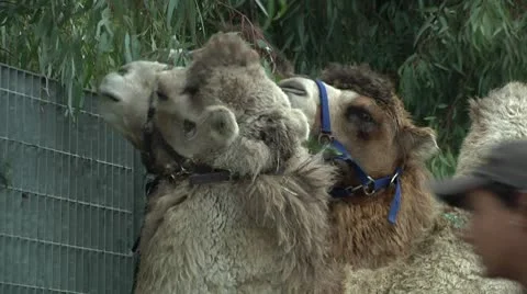 Circus Camel Stock Footage 8846629