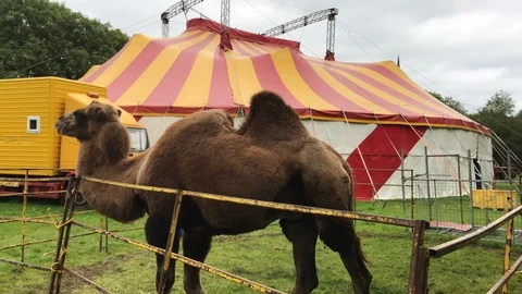 Circus Camel in small pen enclosure 스톡 동영상 103276468