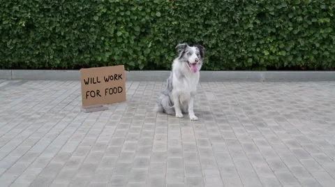 Circus dog does tricks near cardboard Will work for food Stock Footage 64811576