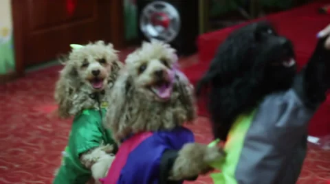 Circus dog Stock Footage 36951153