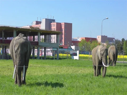 Circus Elephant Stock Footage 70488041